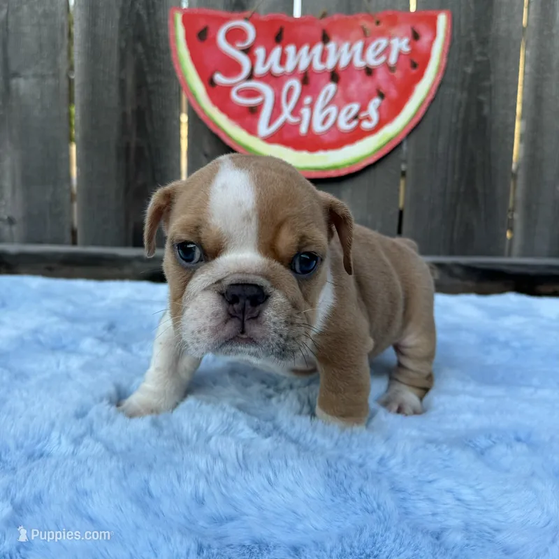 Male, Fawn and White – English Bulldog puppy for sale in Houston, TX