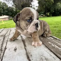 Male, Brindle, a male English Bulldog for sale in Houston, TX – 3 of 8
