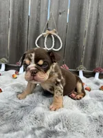 Female, Choco Tri, a female English Bulldog for sale in Houston, TX – 4 of 8
