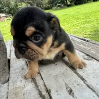 Male, Black Tri, a female English Bulldog for sale in Houston, TX – 4 of 4