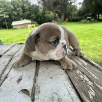 Male, Lilac Tri, a male English Bulldog for sale in Houston, TX – 4 of 6