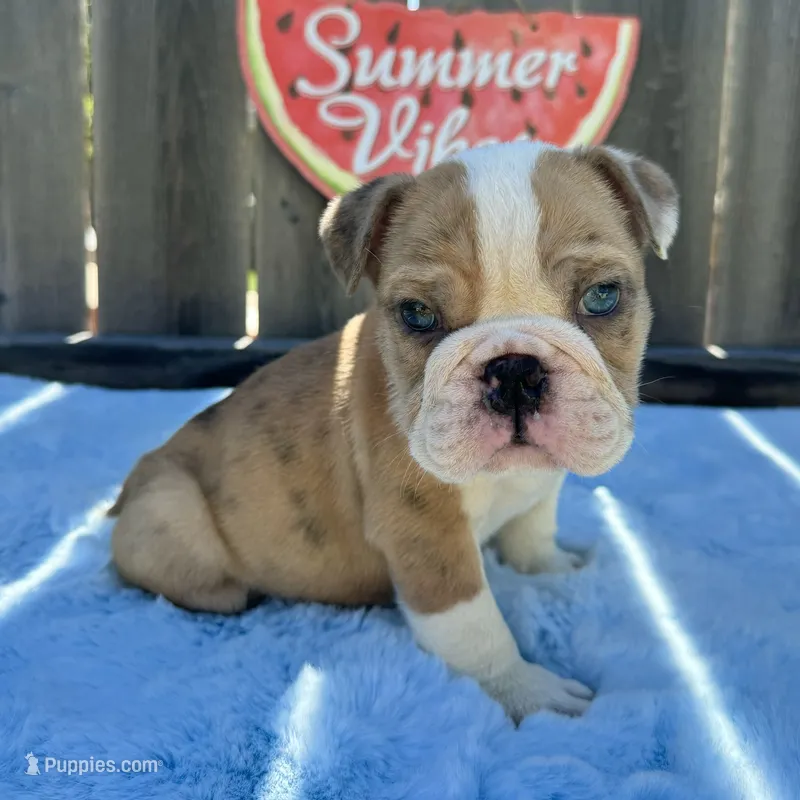 Male, Fawn and White – English Bulldog puppy for sale in Houston, TX