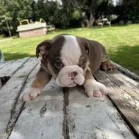 Male, Choco Tri, a male English Bulldog for sale in Houston, TX – 5 of 6