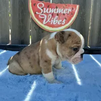 Male, Fawn and White, a male English Bulldog for sale in Houston, TX – 6 of 7
