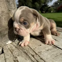 Male, Lilac Tri, a male English Bulldog for sale in Houston, TX – 5 of 6