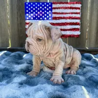 Male, Velvettt, a male English Bulldog for sale in Houston, TX – 7 of 7