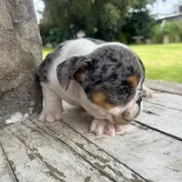 Female, Black Tri Merle, a female English Bulldog for sale in Houston, TX – 2 of 6