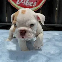 Male, Fawn and White, a male English Bulldog for sale in Houston, TX – 5 of 10