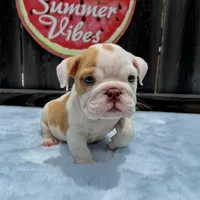 Male, Fawn and White, a male English Bulldog for sale in Houston, TX – 10 of 10