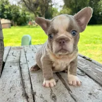 Male, Lilac and White, a male French Bulldog for sale in Houston, TX – 4 of 6