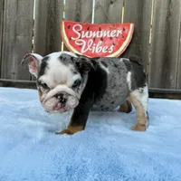 Female , Blue Tri Merle, a female English Bulldog for sale in Houston, TX – 8 of 9