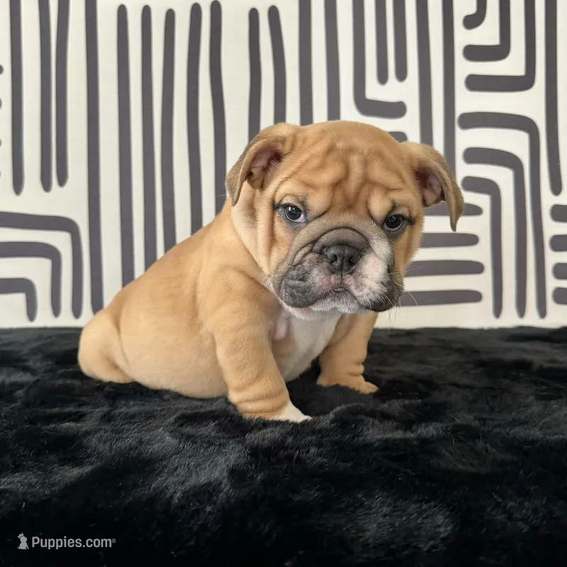 Male, Fawn and White – English Bulldog puppy for sale in Houston, TX