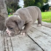 Female , Lilac tri, a female English Bulldog for sale in Houston, TX – 3 of 6