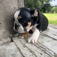 Male, Black Tri, a male English Bulldog for sale in Houston, TX – 5 of 7