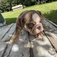 Male, Choco Tri, a male English Bulldog for sale in Houston, TX – 6 of 6