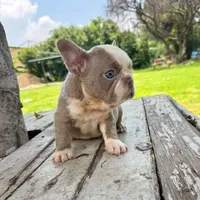 Male, Lilac and White, a male French Bulldog for sale in Houston, TX – 6 of 6
