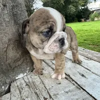 Male, Brindle, a male English Bulldog for sale in Houston, TX – 6 of 8