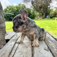 Male, Blue Tri Merle, a male French Bulldog for sale in Houston, TX – 3 of 7