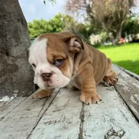 Male, Fawn and white, a male English Bulldog for sale in Houston, TX – 3 of 6