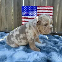 Female, Lilac Tri Merle, a female English Bulldog for sale in Houston, TX – 3 of 8