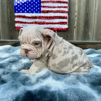 Male, Velvet, a male English Bulldog for sale in Houston, TX – 3 of 9