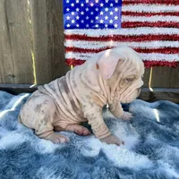 Male, Velvettt, a male English Bulldog for sale in Houston, TX – 2 of 7