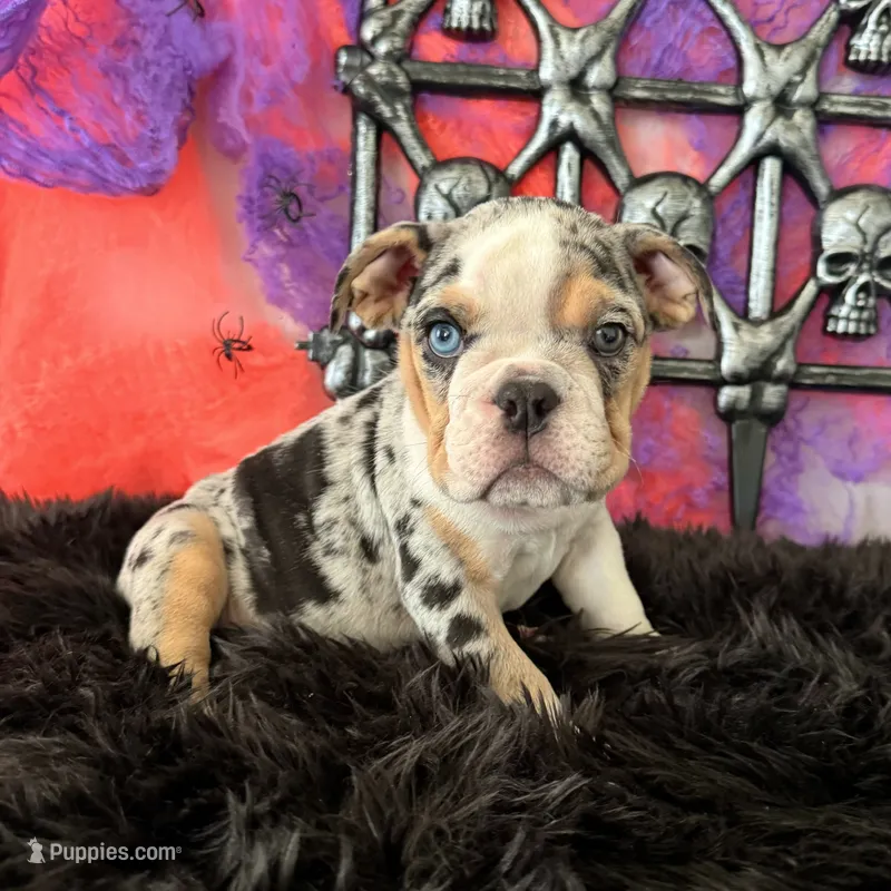 Male, Black Tri Merle – English Bulldog puppy for sale in Houston, TX