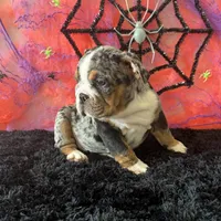 Female, Black Tri Merle, a female English Bulldog for sale in Houston, TX – 3 of 5
