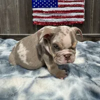 Male, Lilac Tri Merle, a male English Bulldog for sale in Houston, TX – 5 of 6