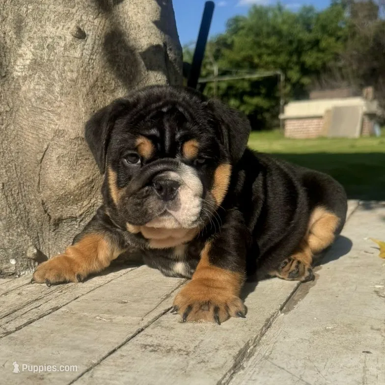 Male, Black Tri  – English Bulldog puppy for sale in Houston, TX