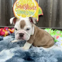 Male, Fawn Merle, a male English Bulldog for sale in Houston, TX – 4 of 7