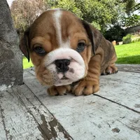 Male, Fawn Merle, a male English Bulldog for sale in Houston, TX – 1 of 5
