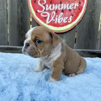 Male, Lilac and Whiteee, a male English Bulldog for sale in Houston, TX – 2 of 9