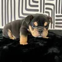 Male, Black Tri, a male English Bulldog for sale in Houston, TX – 8 of 8