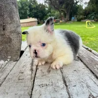 Female, Fluffy blue and white , a female French Bulldog for sale in Houston, TX – 4 of 5