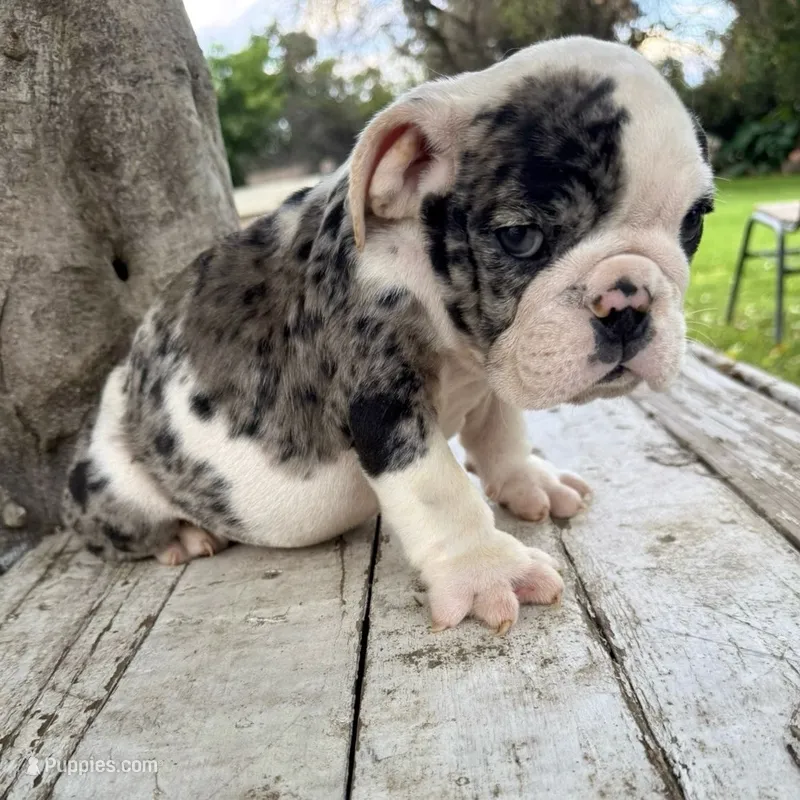 Male, Black Tri Merle – English Bulldog puppy for sale in Houston, TX