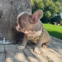 Male, Lilac and White, a male French Bulldog for sale in Houston, TX – 2 of 6