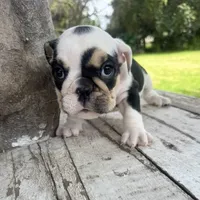 Female, Black Tri, a female English Bulldog for sale in Houston, TX – 6 of 6