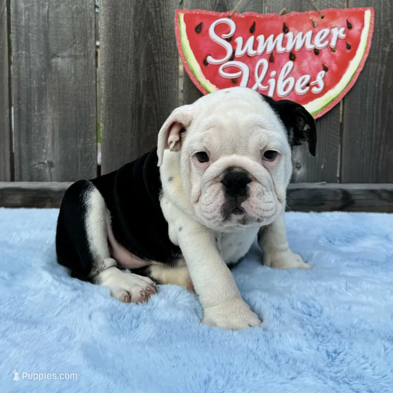 Female, Black and White – English Bulldog puppy for sale in Houston, TX