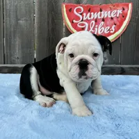Female, Black and White, a female English Bulldog for sale in Houston, TX – 1 of 8