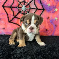 Male, Choco Tri , a male English Bulldog for sale in Houston, TX – 5 of 8