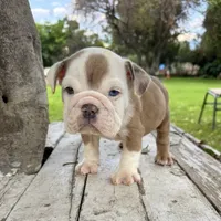 Male, Merle, a male English Bulldog for sale in Houston, TX – 3 of 8