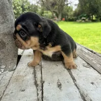 Male, Black Tri, a female English Bulldog for sale in Houston, TX – 2 of 4