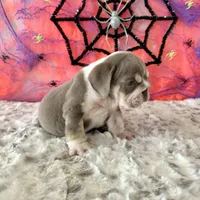 Male, Lilac Tri, a male English Bulldog for sale in Houston, TX – 5 of 9