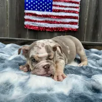 Male, Lilac Tri Merle, a male English Bulldog for sale in Houston, TX – 4 of 6