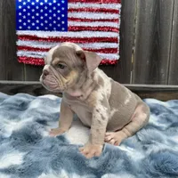 Male, Lilac Tri Merleee, a male English Bulldog for sale in Houston, TX – 6 of 7
