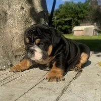 Male, Black Tri , a male English Bulldog for sale in Houston, TX – 9 of 9