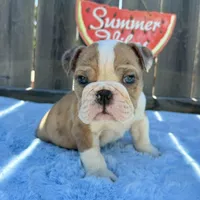 Male, Fawn and White, a male English Bulldog for sale in Houston, TX – 7 of 7