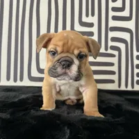 Male, Fawn and White, a male English Bulldog for sale in Houston, TX – 7 of 7