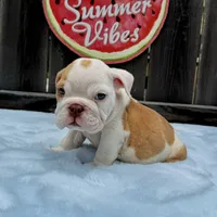 Male, Fawn and White, a male English Bulldog for sale in Houston, TX – 3 of 10